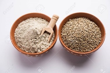 BAJRA / PEARL MILLET